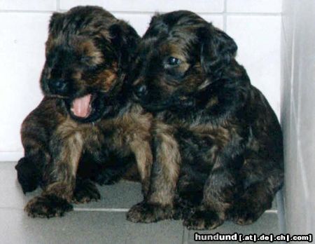 Briard Hunde Foto 6142 Briard