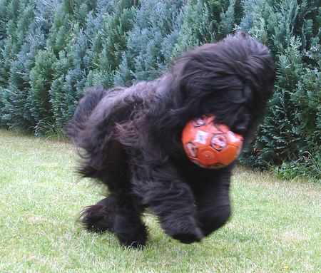 Briard