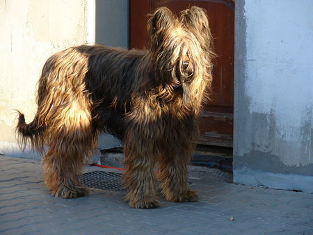 Briard hodowla briardow