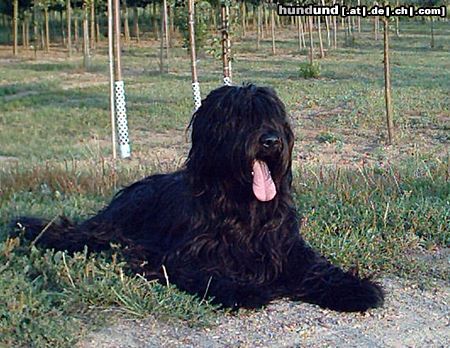 Briard Hunde Foto 8107 Briard Campari Antisc Avalanche 18 Mon.