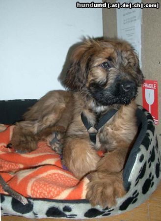 Briard Hunde Foto 11230 Briard Quax, inzwischen 13 Wochen alt