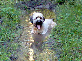 Briard Wasserratte Faya