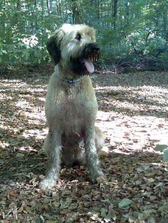 Briard waldspaziergang