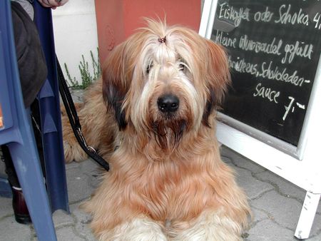 Briard Hunde Foto 1089 Briard hi, mein name ist emile, liebe grüße aus berlin