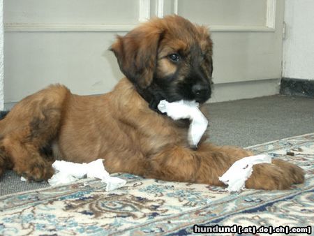 Briard Hunde Foto 10950 Briard Ich bin Quax (8 Wochen alt). Bin ich nicht süß?!