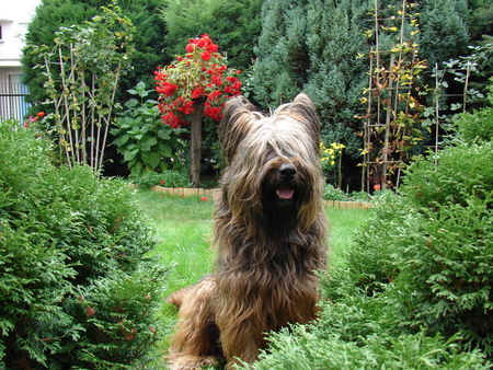 Briard hodowla briardow