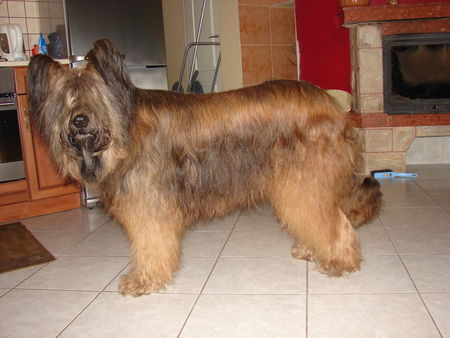 Briard Hunde Foto 36782 in höherer Auflösung ansehen Briard hodowla briardow