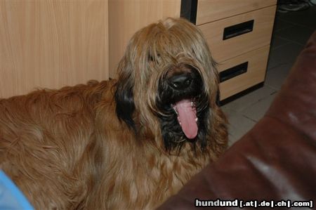 Briard mein Schatz Sam