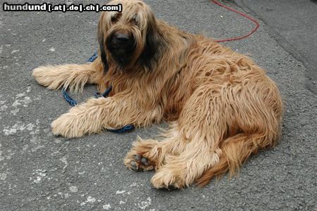 Briard mein Schatz Sam