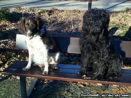 Briard Hunde Foto 24140 in höherer Auflösung ansehen Briard Ruby und ihr bester Freund