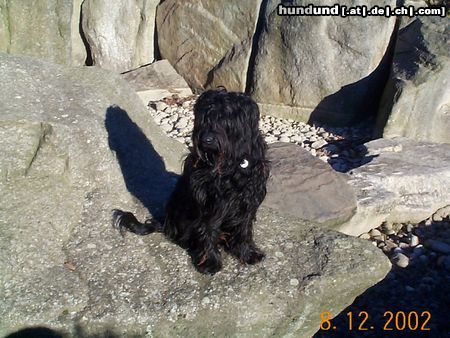 Briard Hunde Foto 24138 in höherer Auflösung ansehen Briard Ruby