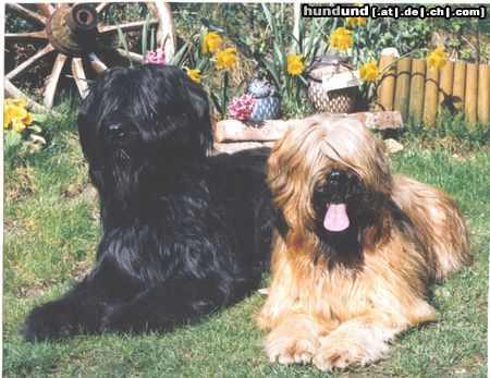 Briard Hunde Foto 8972 Briard Gaelic crown`s Etoile +Diabolo