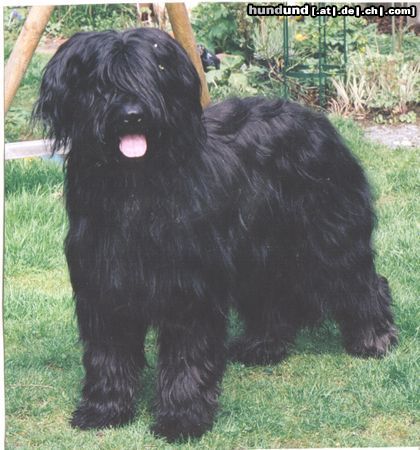 Briard Hunde Foto 8979 Briard Gaelic crown`s Diabolo