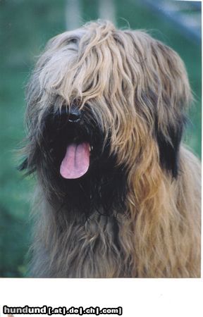 Briard Hunde Foto 6867 Briard Etoile