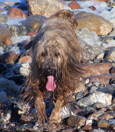 Briard Hunde Foto 32831 in höherer Auflösung ansehen Briard Gaelic-crowns Etoile