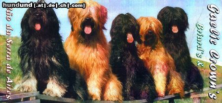 Briard Hunde Foto 8998 Briard Gaelic crown`s Briards +Daires
