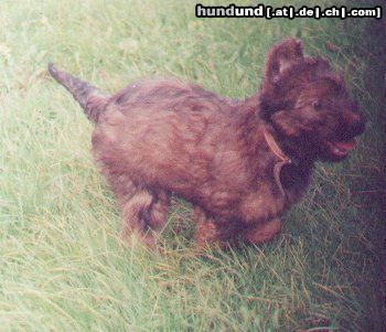Briard Hunde Foto 5450 Briard Gosse z Krainy Mgiel