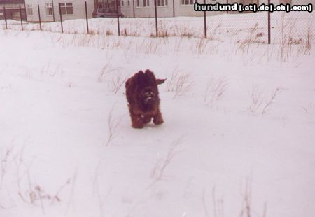 Briard Hunde Foto 5449 Briard Gosse z Krainy Mgiel