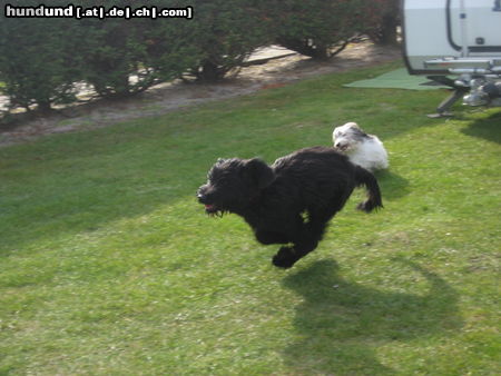 Briard meine Hunde