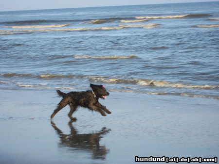 Briard meine Hunde