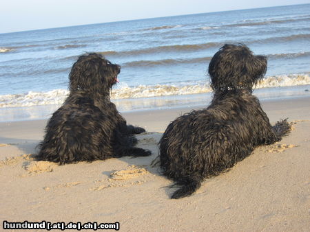 Briard Hunde Foto 45126 Briard meine Hunde