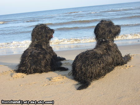 Briard meine Hunde