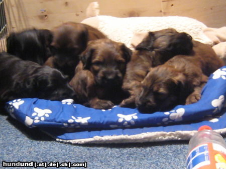 Briard Hunde Foto 45127 in höherer Auflösung ansehen Briard meine Hunde