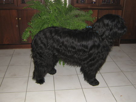 Briard Hunde Foto 28351 in höherer Auflösung ansehen Briard Bin ich nicht schön?