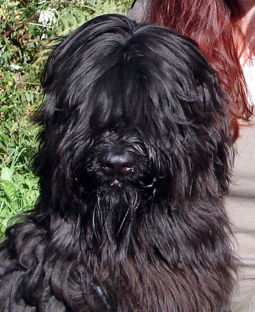 Briard Ironic Dalido