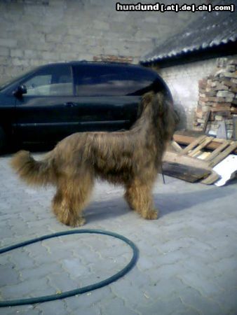 Briard Hunde Foto 25444 Briard Ch.Pl.Rus.Ml.Ch.Pl Gosse.