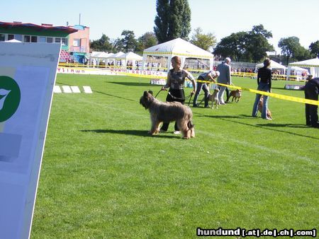Briard Hunde Foto 6140 Briard Gosse z Krainy Mgiel