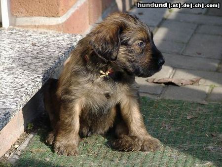 Briard Hunde Foto 2958 Briard Billy ist er nicht zuckersüß