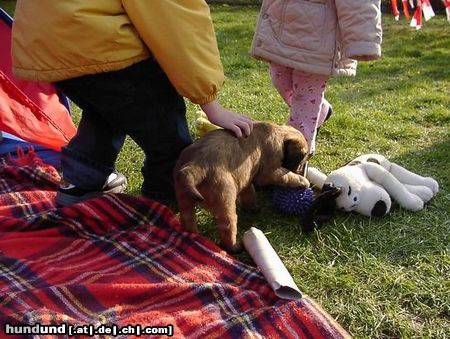 Briard Hunde Foto 2957 Briard Billy ist er nicht zuckersüß