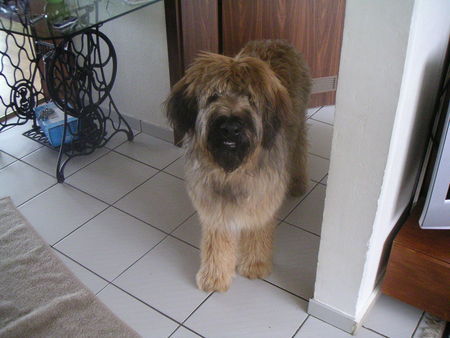 Briard Briard