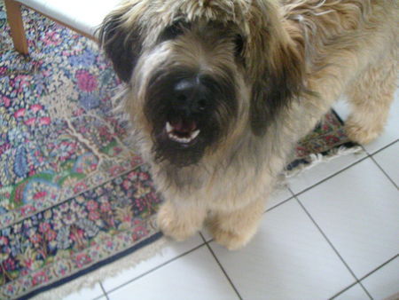 Briard Briard 7 Monate alt