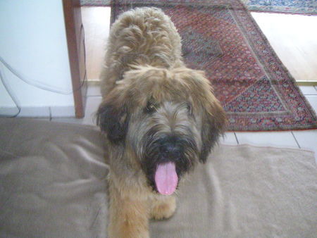 Briard Briard 7 Monate alt