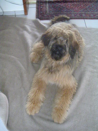 Briard Briard 7 Monate alt