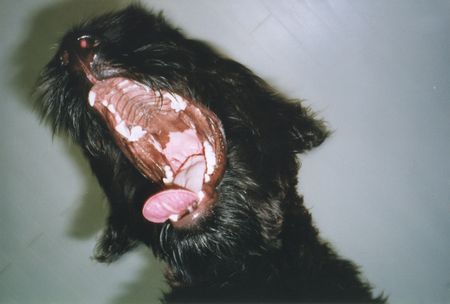 Briard Hunde Foto 1415 Briard Das ist mein Sonnenschein Piccolo im zarten alter von 14Monaten.