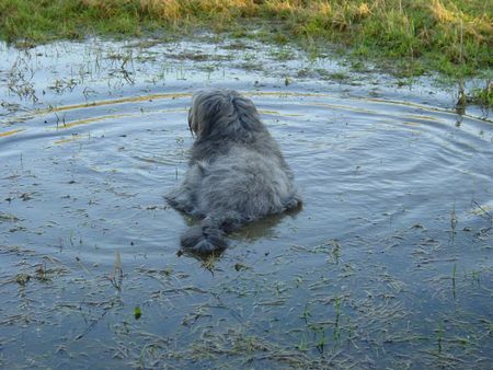 Briard Hunde Foto 1418 Briard Die ist meine Wasserratte Sally. Eine waschechte Wällerhündin die keiner Pfütze widerstehen kann.