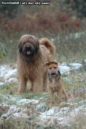 Briard mein Schatz Sam