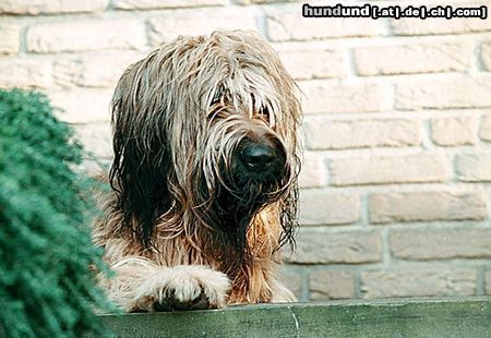 Briard Hunde Foto 45306 in höherer Auflösung ansehen Briard mein Schatz Sam