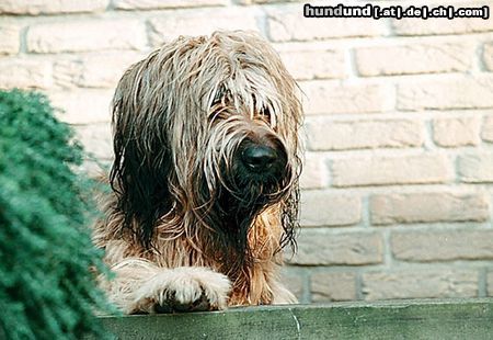 Briard mein Schatz Sam