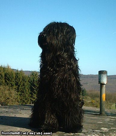 Briard Hunde Foto 8108 Briard Campari Antisc Avalanche 15 Mon
