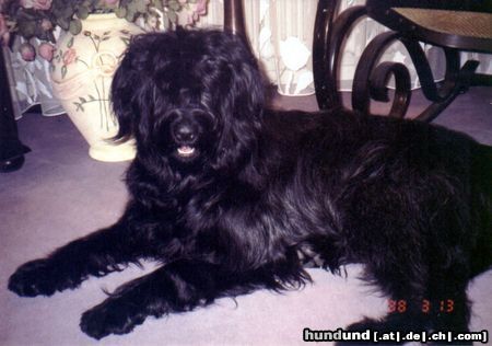 Briard Ruby