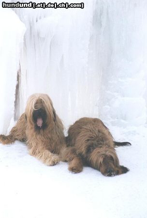 Briard Hunde Foto 9701 Briard Meine beiden Hunde Hira und Emil
