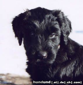 Briard Hunde Foto 7551 Briard Knopfnase