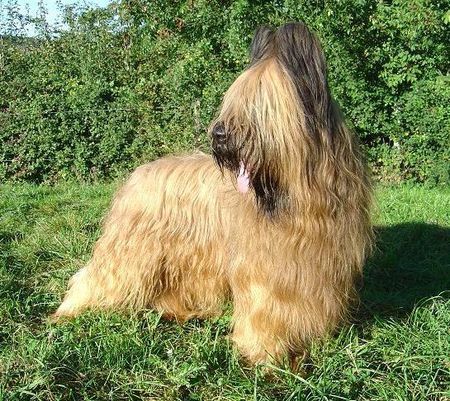 Briard