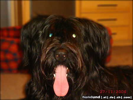 Briard Hunde Foto 19786 in höherer Auflösung ansehen Briard ganz ne liebe =)