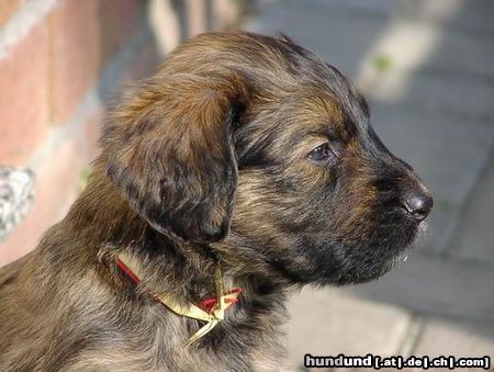 Briard Hunde Foto 2956 Briard Hallo ich bin Billy und gerade Wochen alt