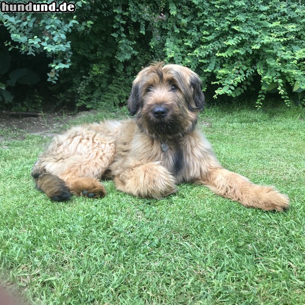 Briard Lotta, fünf Monate alt